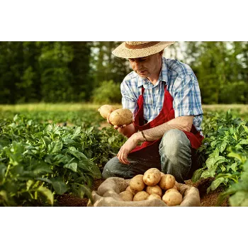 Potato (13)-1657447-74173.webp